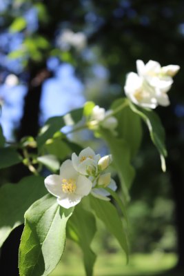 Philadelphus coronarius 'Variegata' - pustoryl věncový - květy